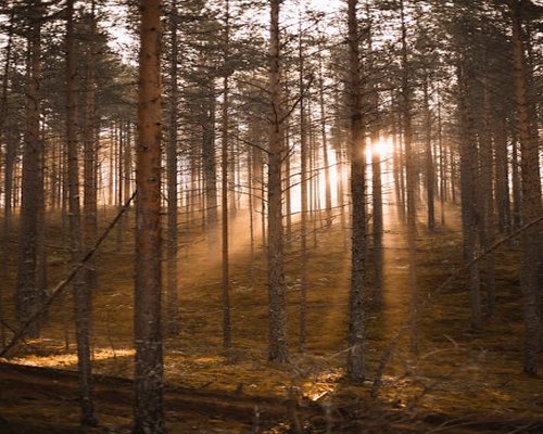 Sunlight shining beautifully through green forest trees